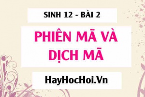Phiên mã là gì? Dịch mã là gì? Cấu trúc chức năng của các loại ARN, Hoạt hóa axit amin, Tổng hợp chuỗi polipeptit - Sinh 12 bài 2